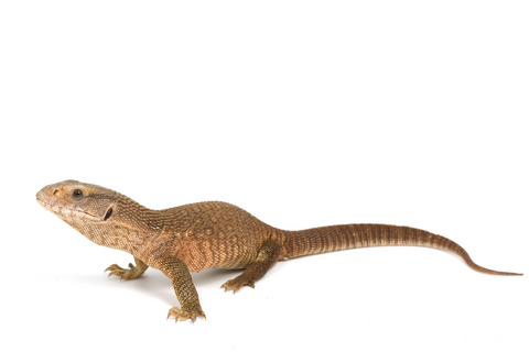 Savannah Monitor  For Sale, Baby Savannah Monitor For Sale, Savannah Monitor For Sale Near Me, Savannah Monitor  For Sale Cheap; Savannah Monitor  For Sale Canada, Savannah Monitor  For Sale Uk; Savannah Monitor  For Sale Usa, How Much Do A Savannah Monitor  Cost? Savannah Monitor